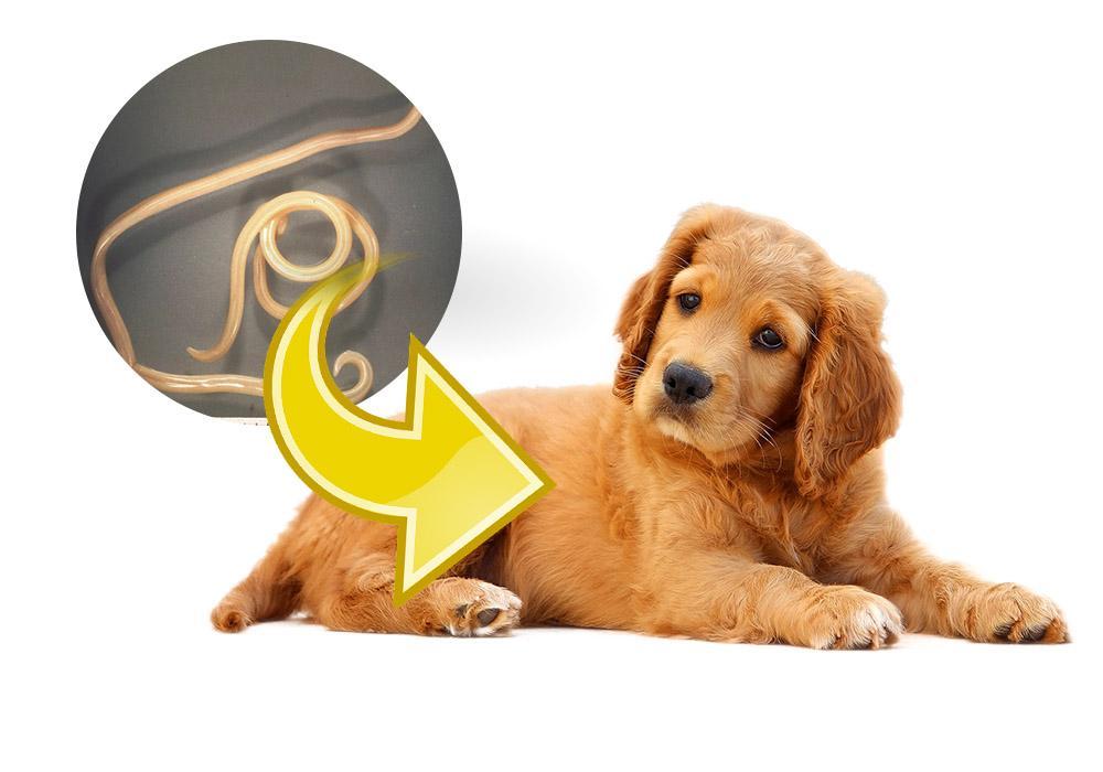 Toxocara canis treatment for dogs outlet