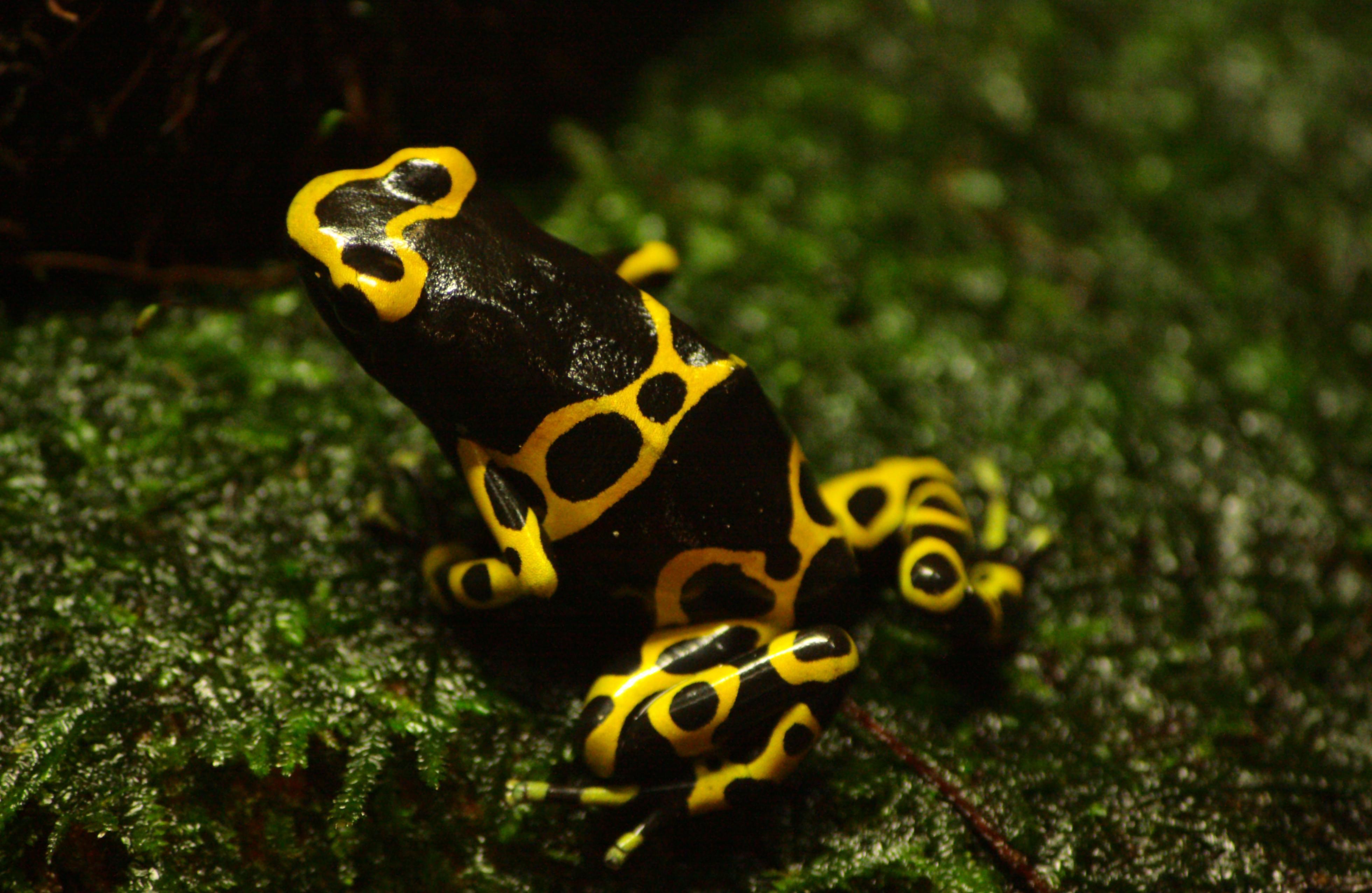 Identifying & Avoiding North Carolina'S Poisonous Amphibians - tw523uk