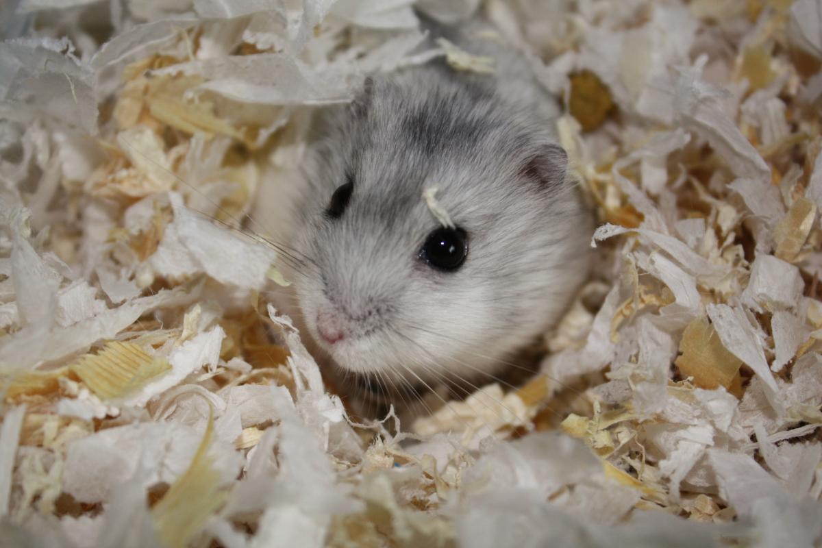 Ringworm in Hamsters - Symptoms, Causes and Treatment
