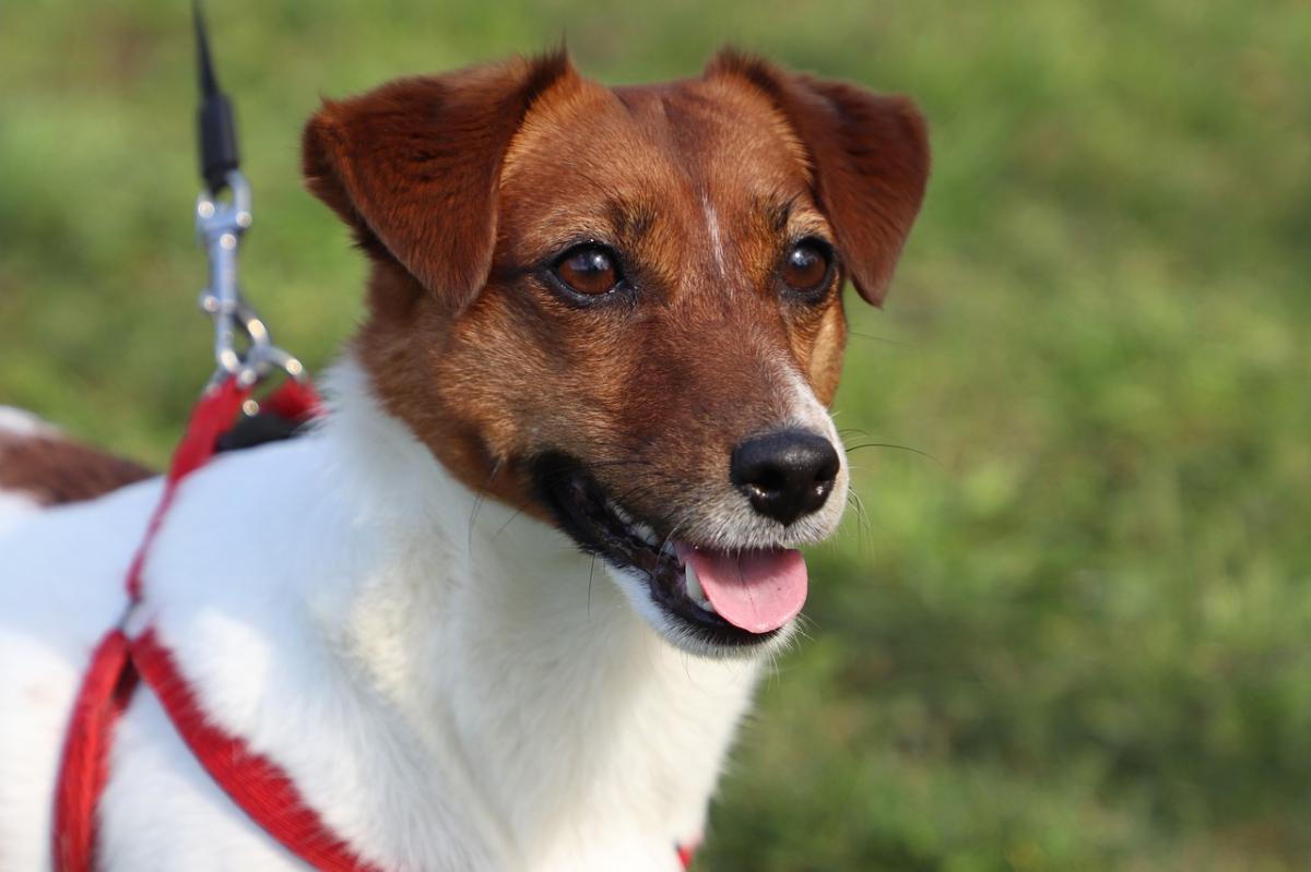 The Best Jack Russell Terrier Names