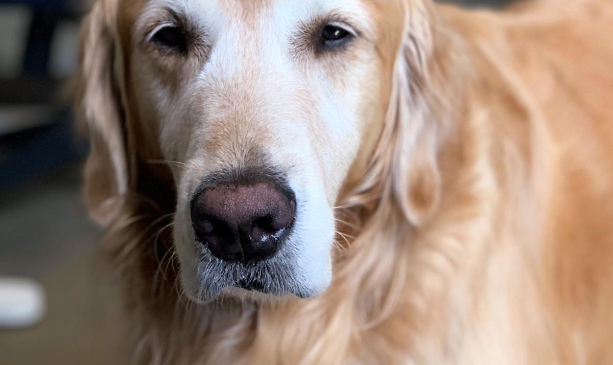 Canine Distemper Virus: Symptoms, Treatment and Home Remedies