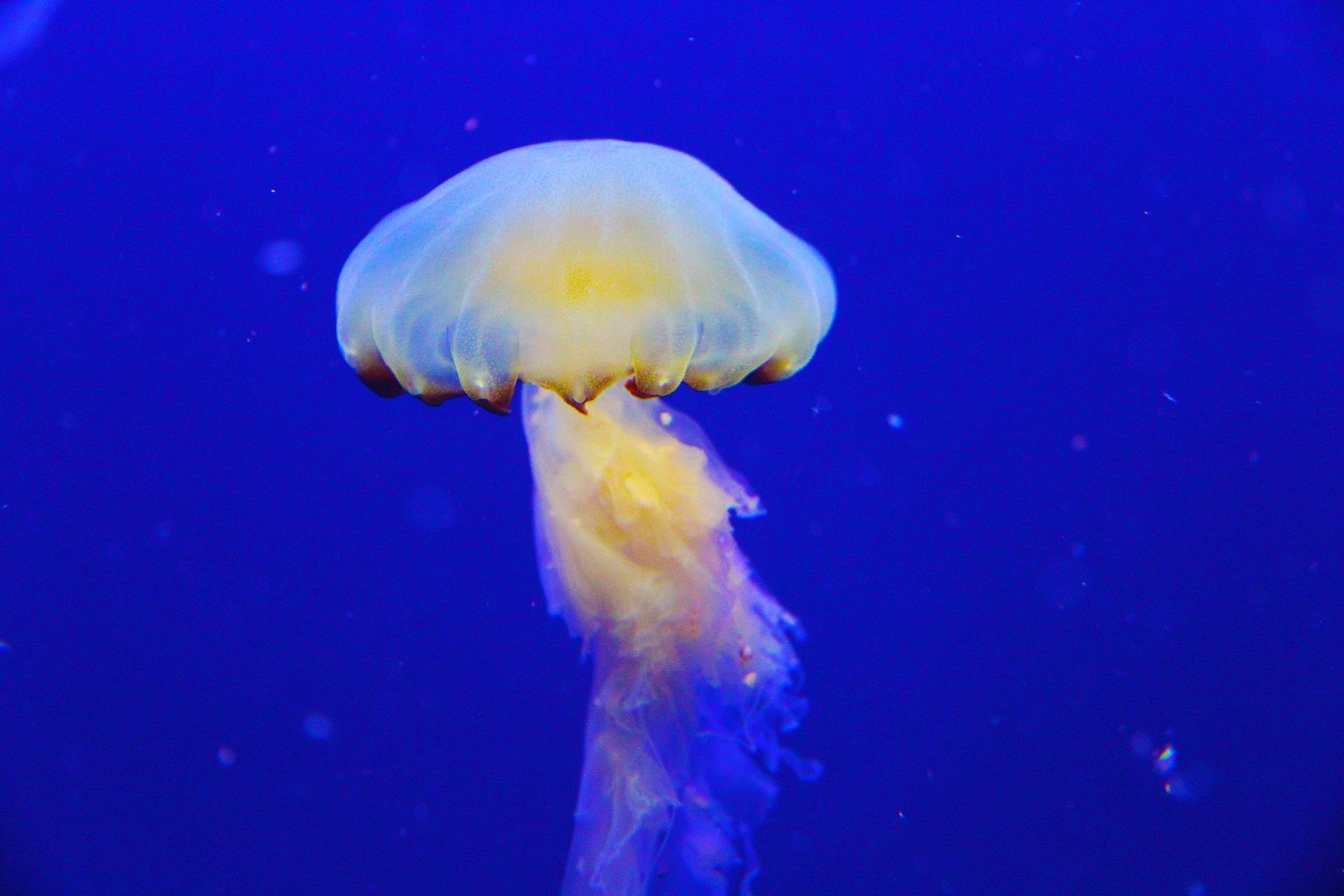 How Do Jellyfish Move? - The Truth Behind the Ocean’s Most Efficient ...