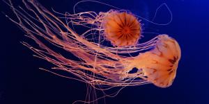 How Do Jellyfish Move? - Difference Between Swimming and Drifting