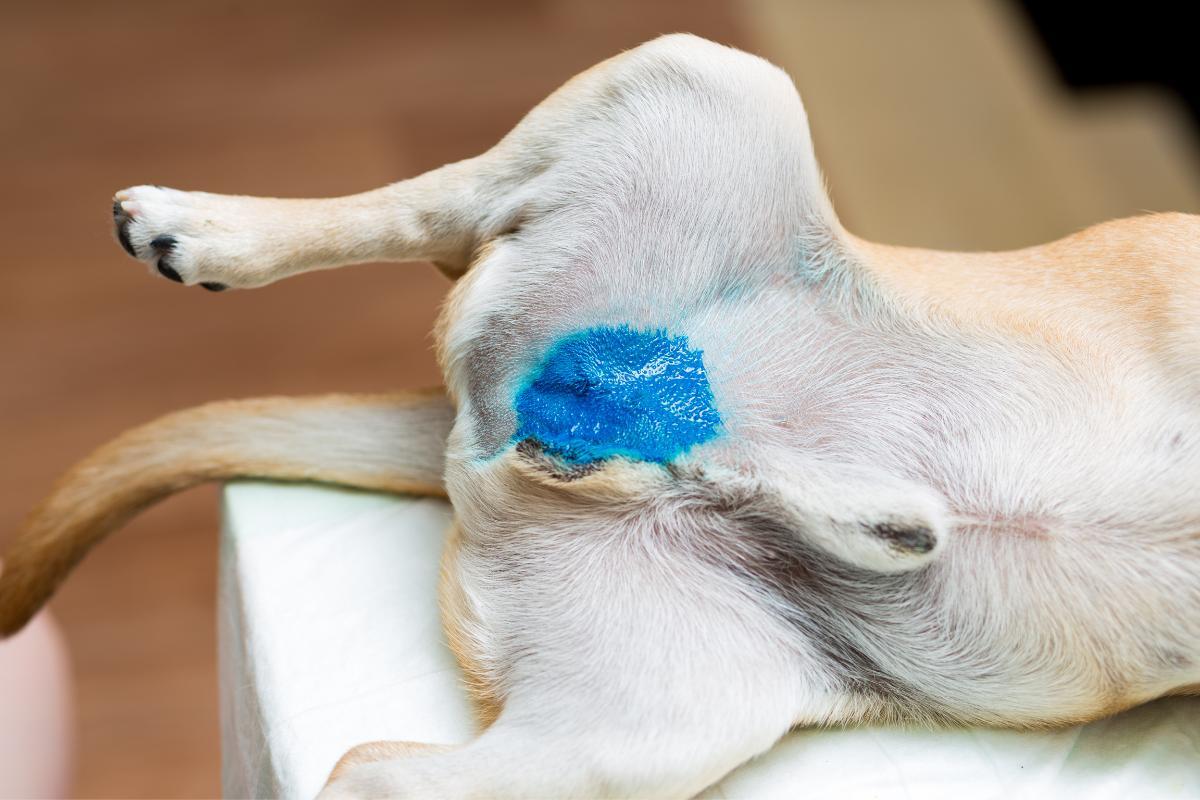 How Long After Neutering Does Behavior Change in a Dog?