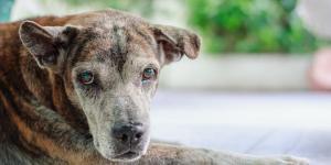 Renal Failure in Dogs: Main Causes of Kidney Disease