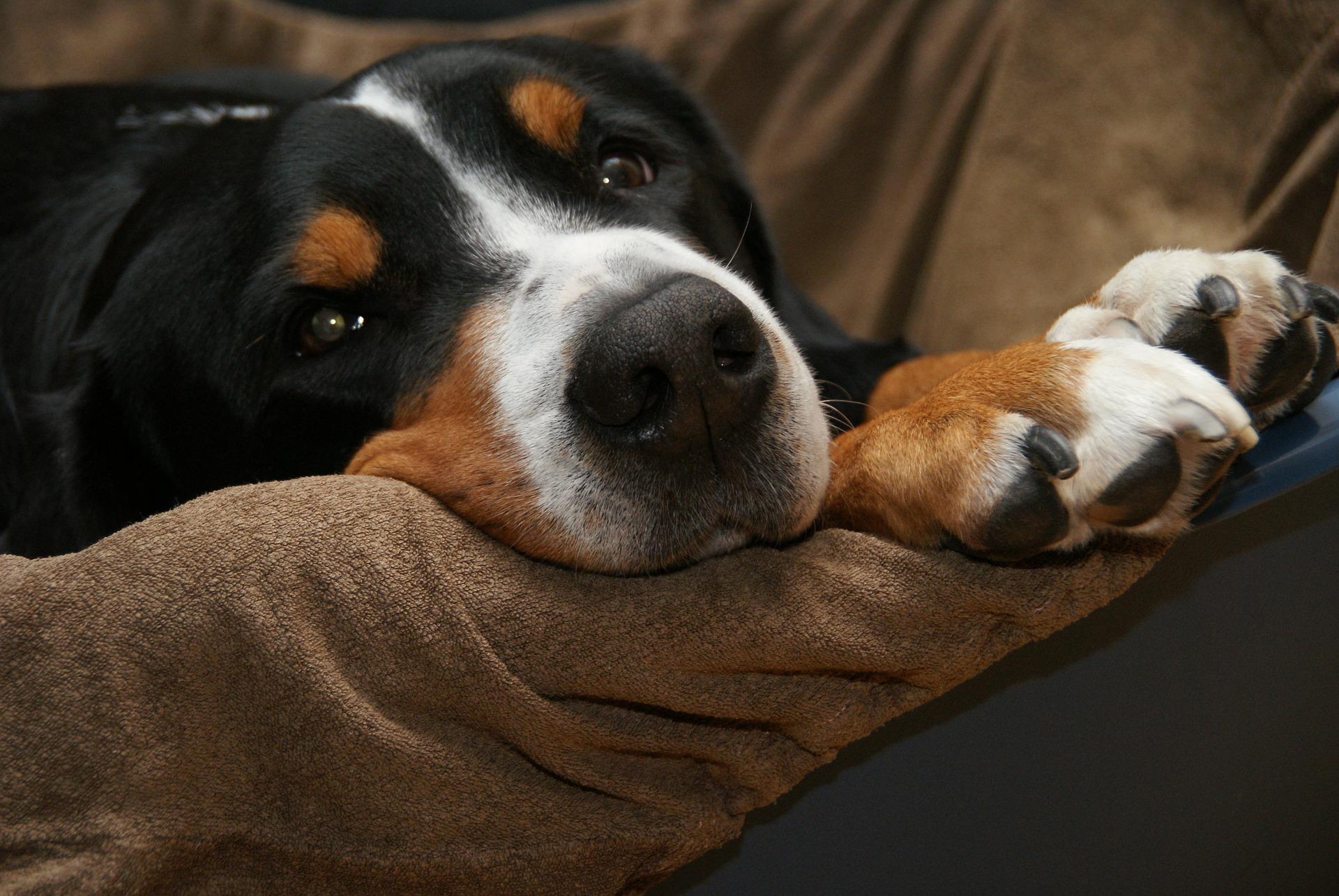 My Dog's Front Paw is Curling Under - Knuckling in Dogs Causes and ...