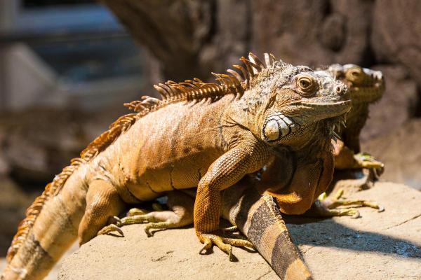Do Iguanas Lay Eggs?