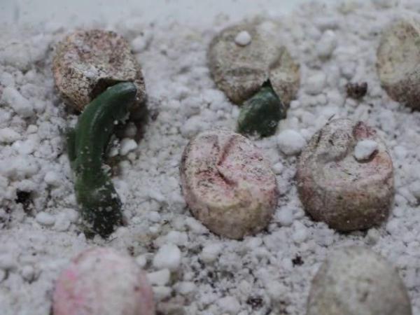 Do Iguanas Lay Eggs? - How are iguanas born?