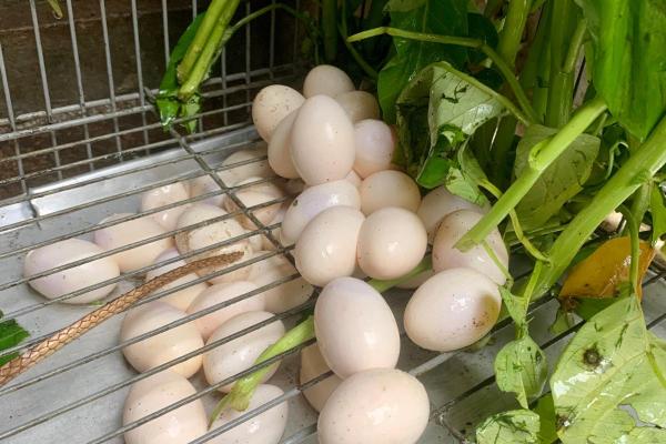 Do Iguanas Lay Eggs? - Incubation of iguana eggs