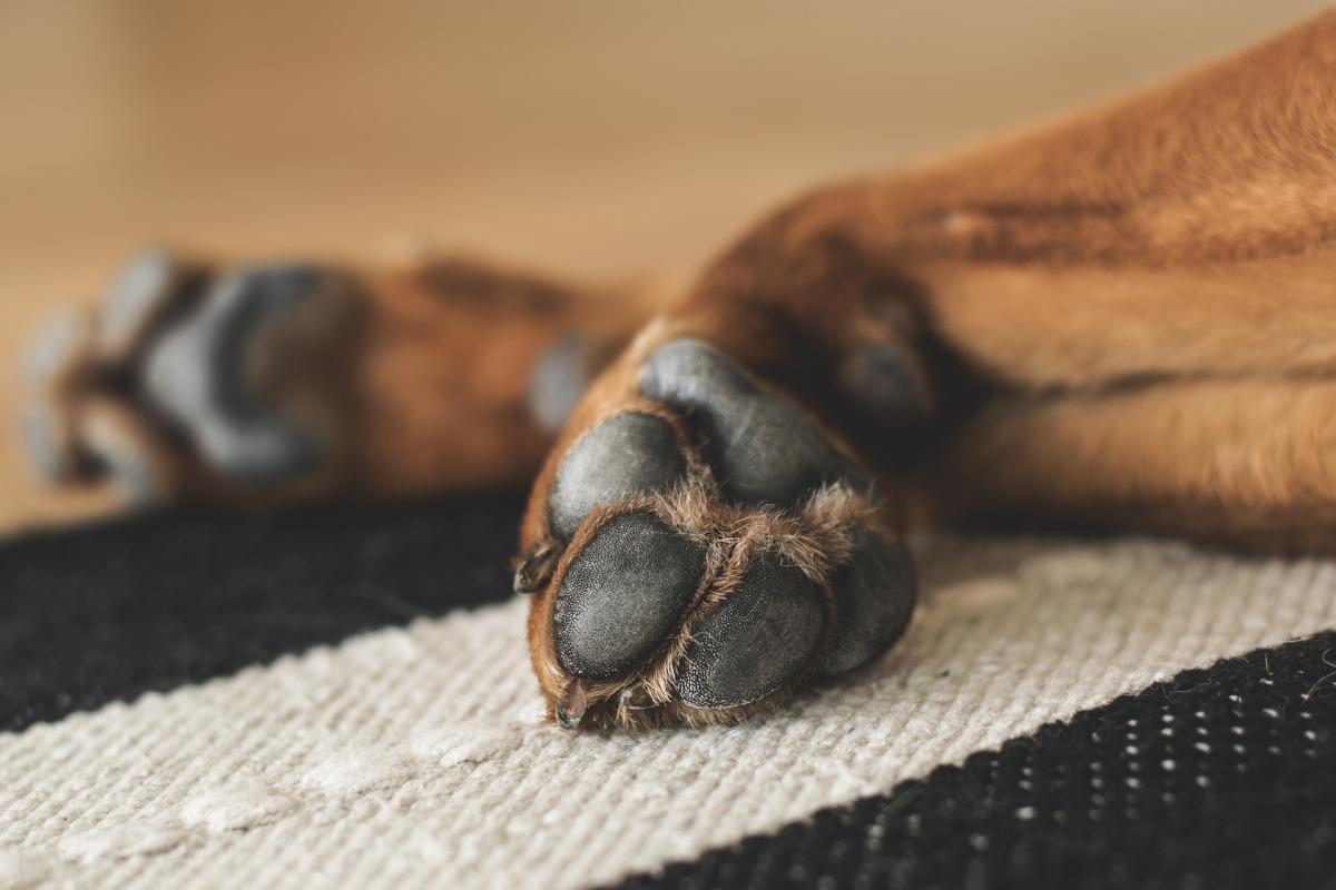 My Dog's Front Paw is Curling Under - Knuckling in Dogs