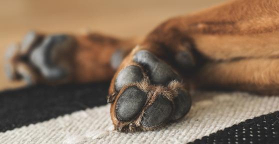 My Dog's Front Paw is Curling Under - Knuckling in Dogs