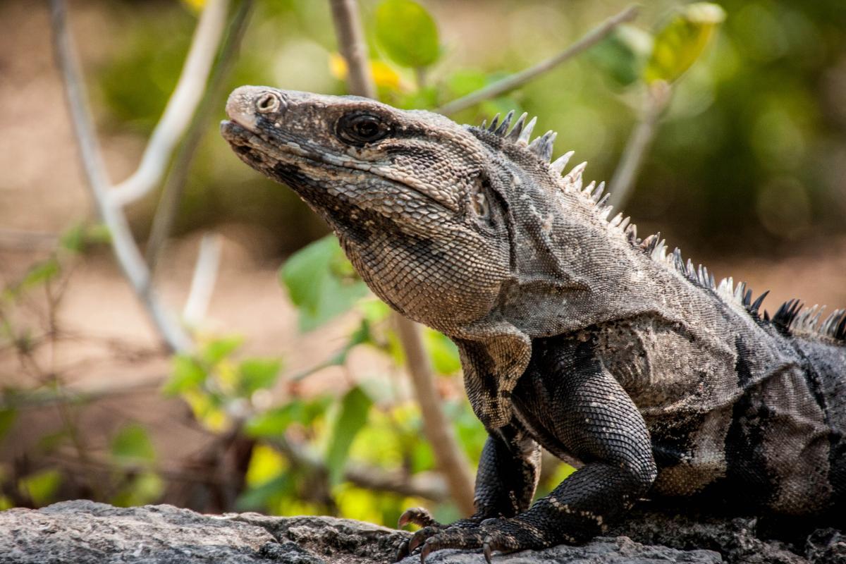 Do Iguanas Lay Eggs? Iguana Reproduction Explained