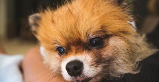 Tracheitis in Dogs - Symptoms, Causes and Treatment
