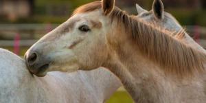Do Horses Go Into Heat? - Heat Cycle of Mares