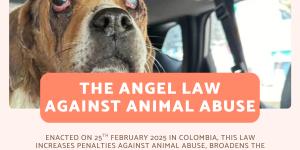 The Angel Law - How Colombia is Fighting Animal Abuse