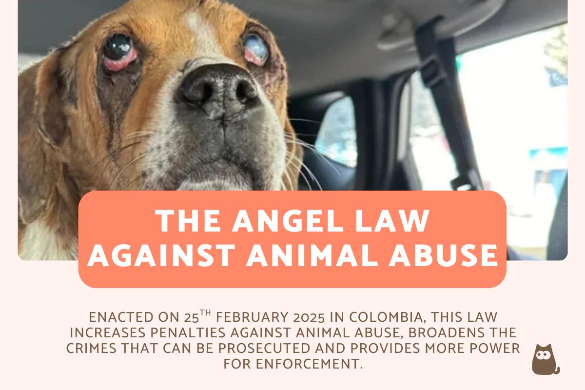 The Angel Law How Colombia is Fighting Animal Abuse