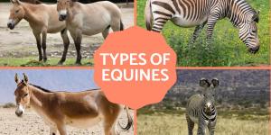 What Are Equines? - Types and Characteristics