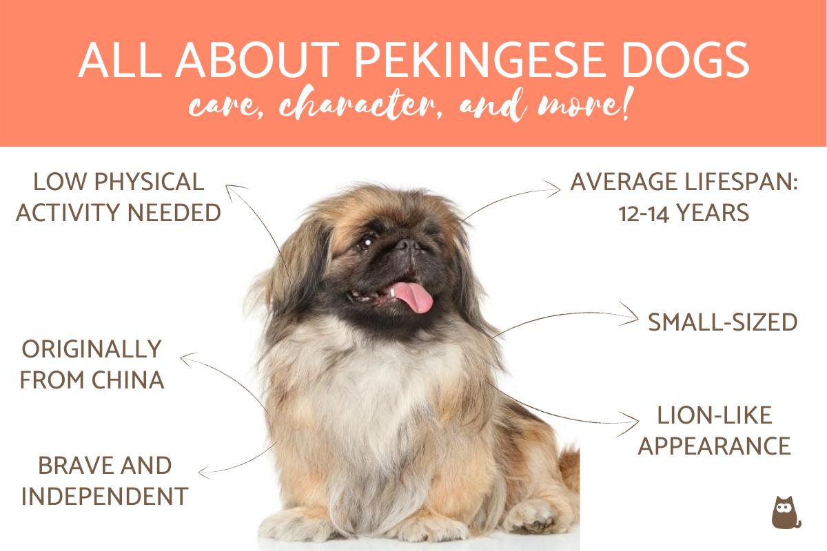 All About the Pekingese Dog