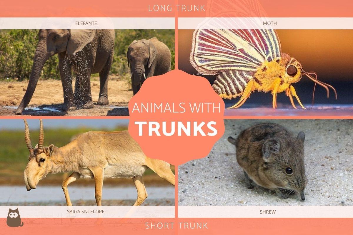Animals with Trunks - List of Trunked Animals