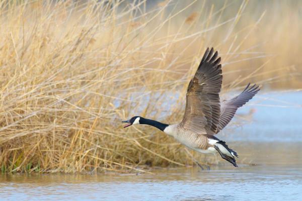 Why Do Geese Fly in "v" Formation? - Can geese fly?