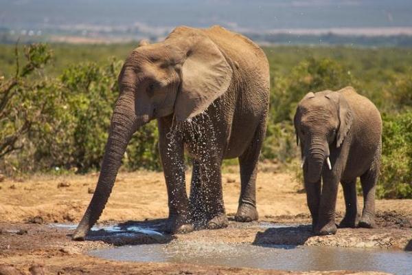 Animals with Trunks - List of Trunked Animals - Examples of animals with long trunks