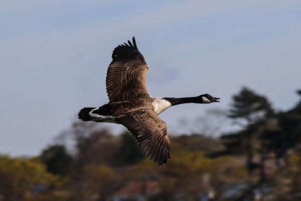 Why Do Geese Fly in "v" Formation? - How do geese fly?