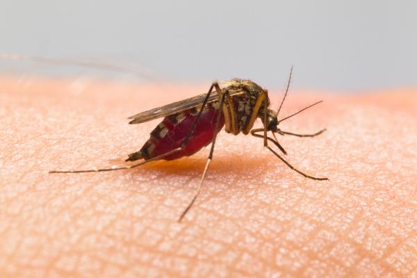 Animals with Trunks - List of Trunked Animals - Mosquitoes
