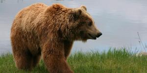 Animals of the Iberian Peninsula