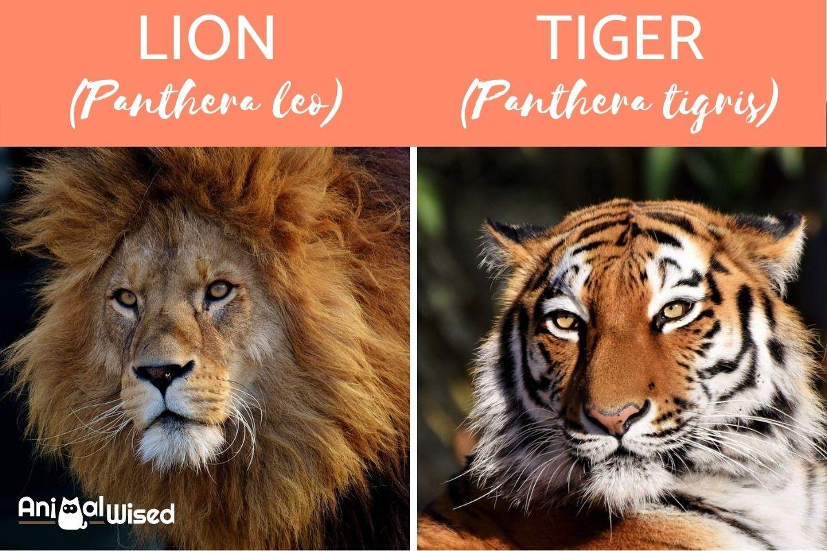 Differences Between Lions and Tigers