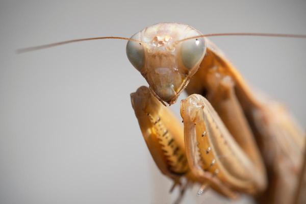 Is the Praying Mantis Poisonous? - Do praying mantises sting or bite?
