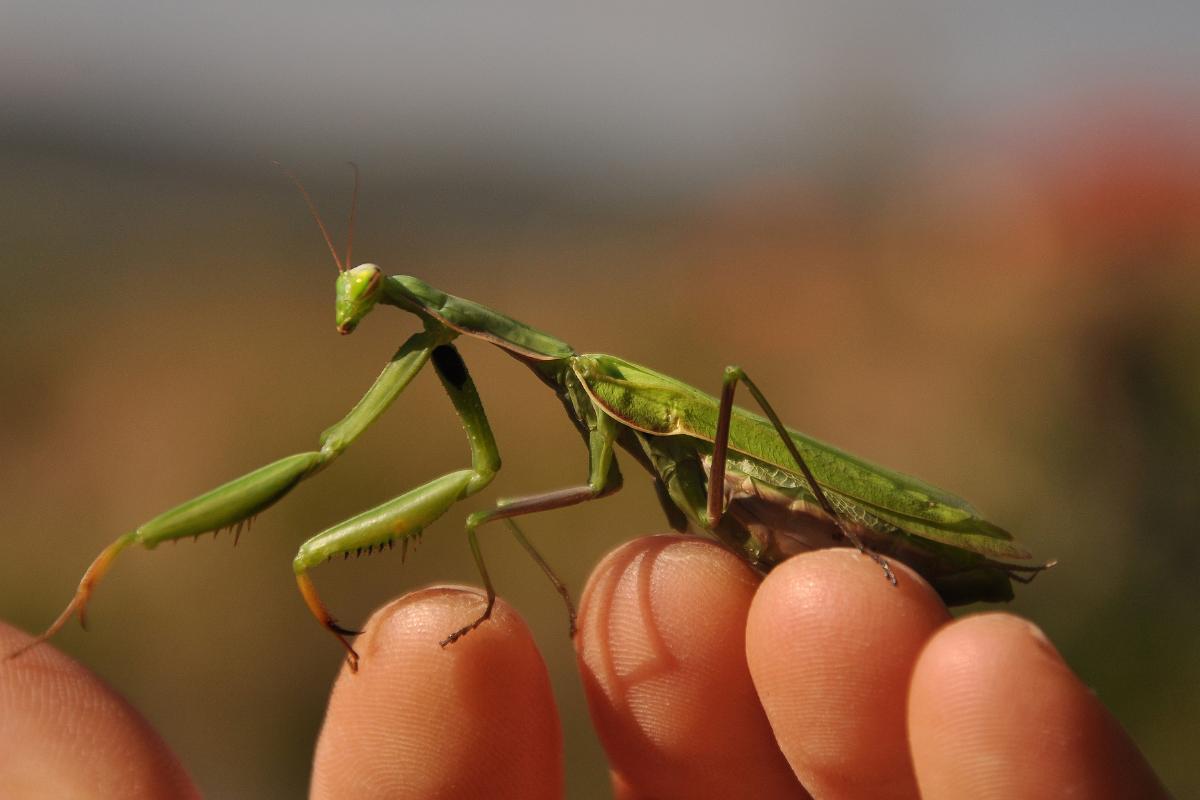 Is the Praying Mantis Poisonous?