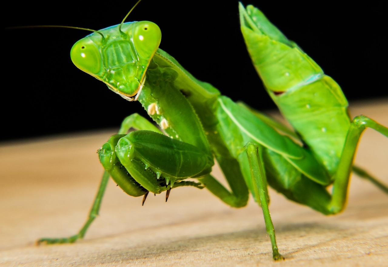 Is the Praying Mantis Poisonous? - Everything You Need to Know