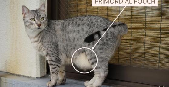 My Cat Has a Fat Pouch on Its Belly