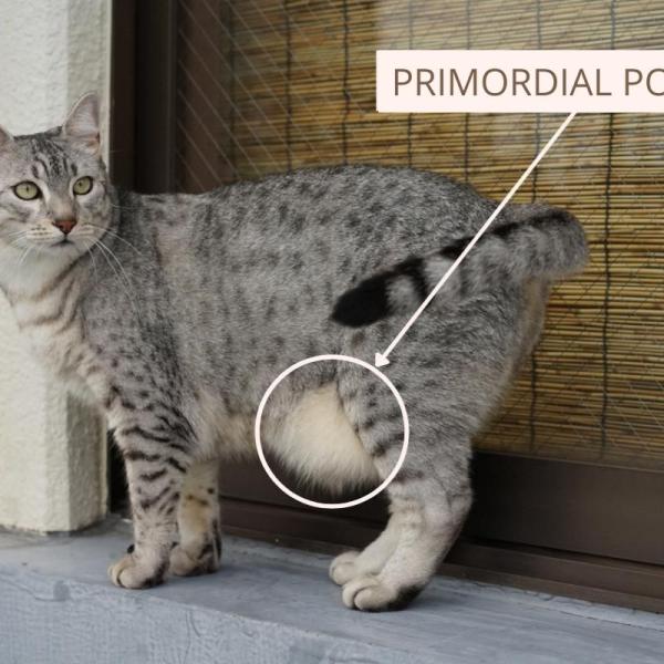 My Cat Has a Fat Pouch on Its Belly Primordial Pouches in Cats