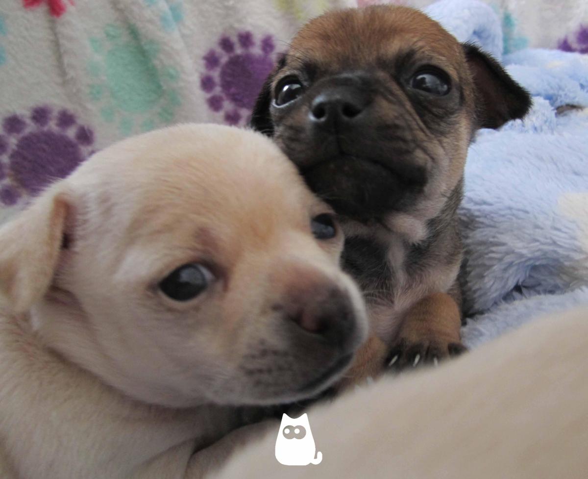 When Do Puppies Open Their Eyes Fully?
