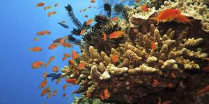 Endangered Animals in the Great Barrier Reef