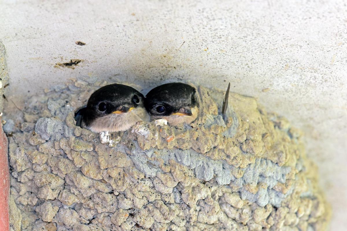Where Do Swallow Birds Sleep?