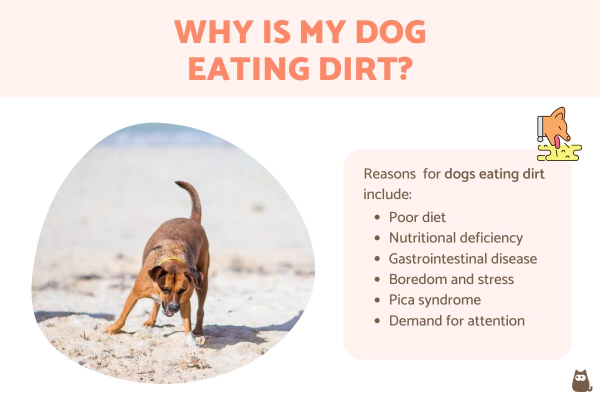 Why Is My Dog Eating Dirt?