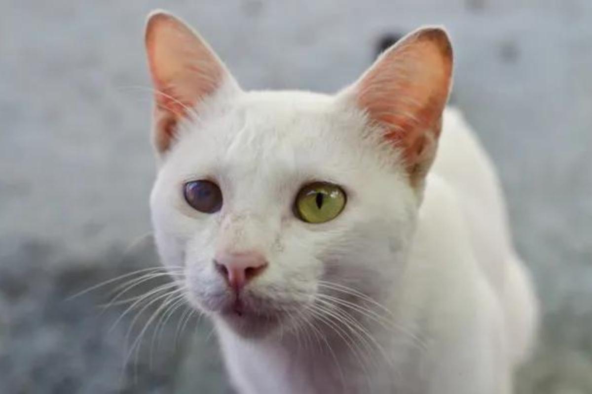 Blindness in cats - Signs and treatment