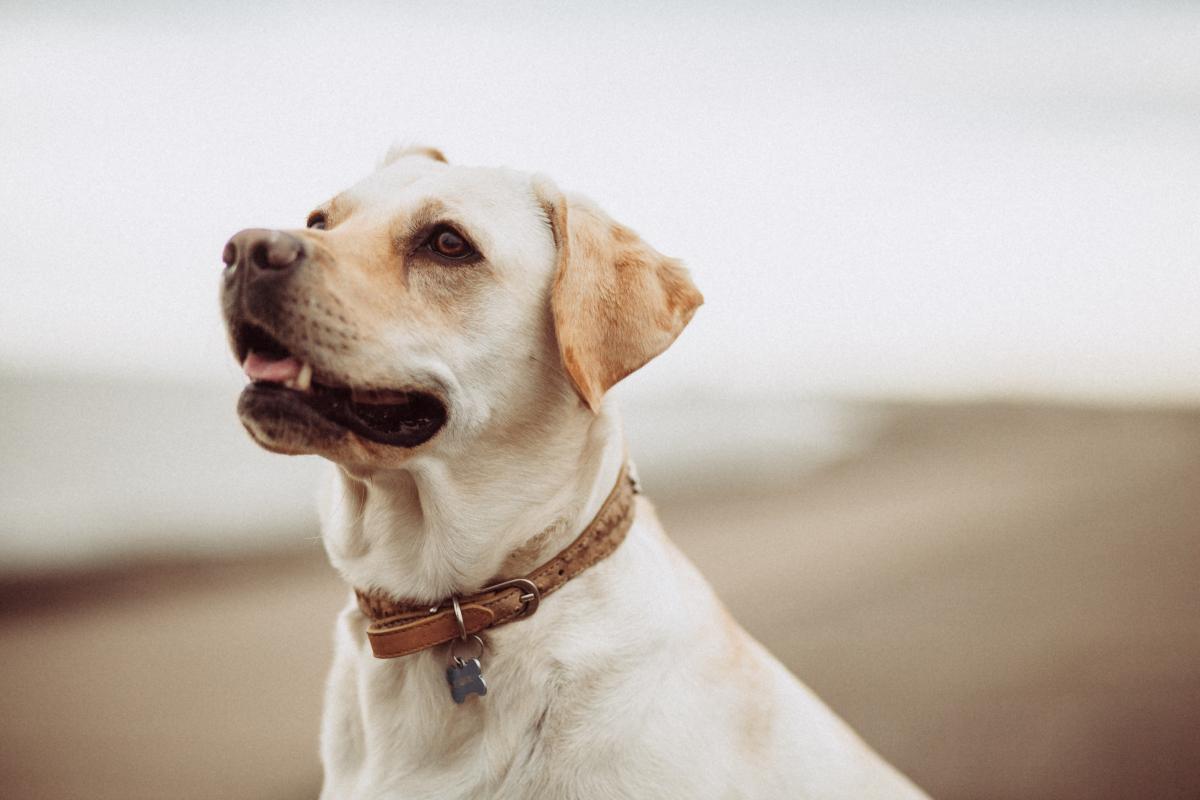 What Foods Should A Dog With Kidney Disease Eat?