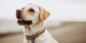 What Foods Should A Dog With Kidney Disease Eat?