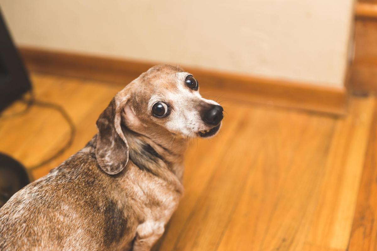 My Elderly Dog Won't Sleep at Night