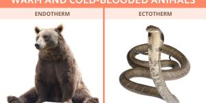 What Is the Difference Between Warm and Cold-Blooded Animals?