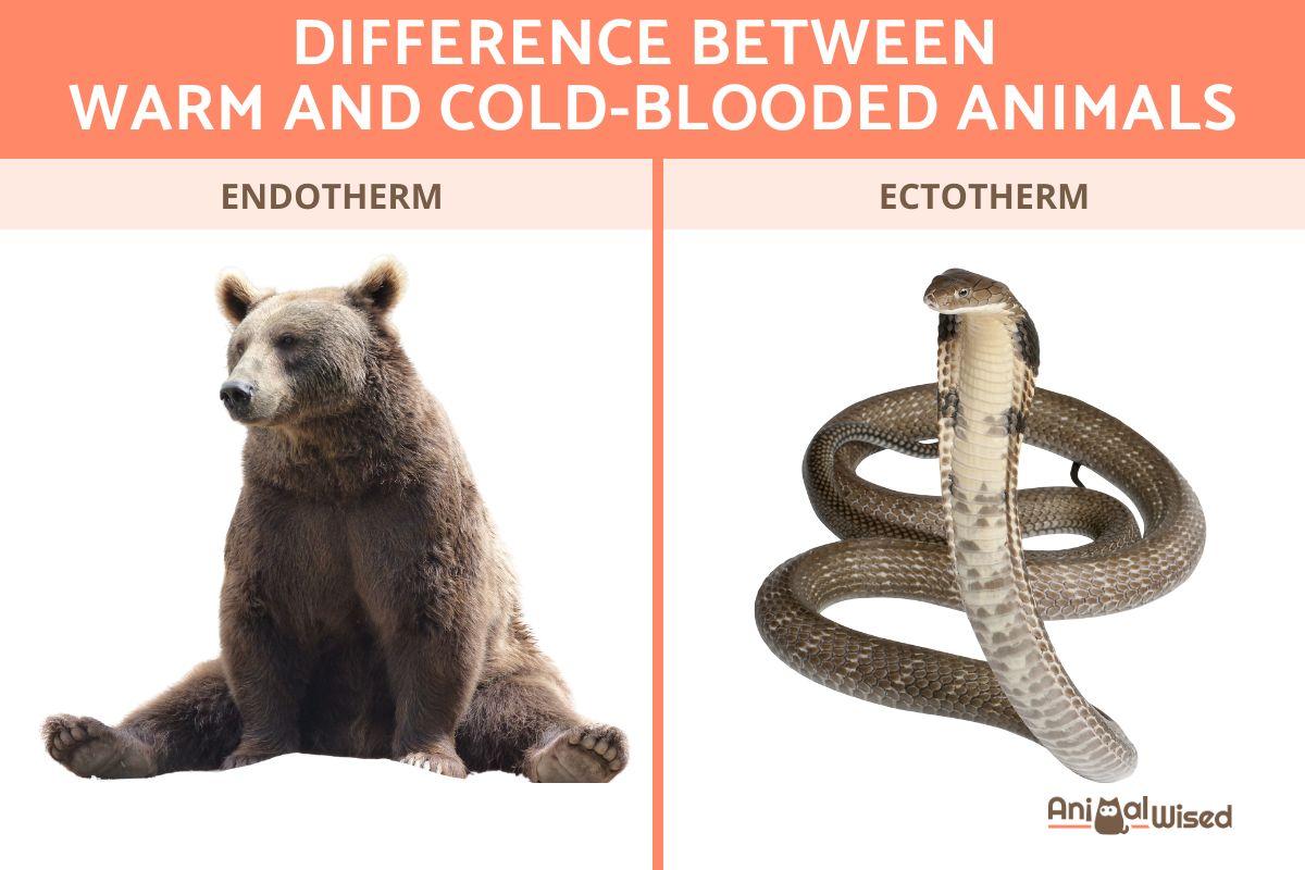 Difference Between Warm And Cold Blooded