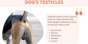 My Dog Has A Swollen Vulva Causes And Treatment Of Vulvovaginitis In Dogs My Dog Has A Swollen Vulva Causes And Treatment Of Vulvovaginitis In Dogs