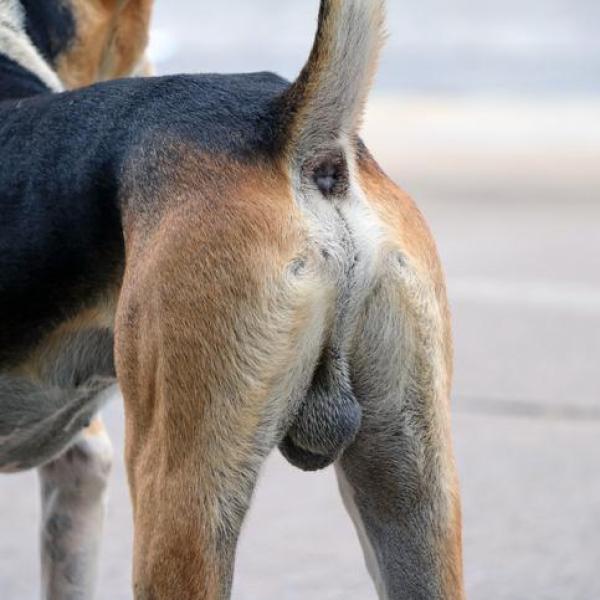 Balls on a dog online
