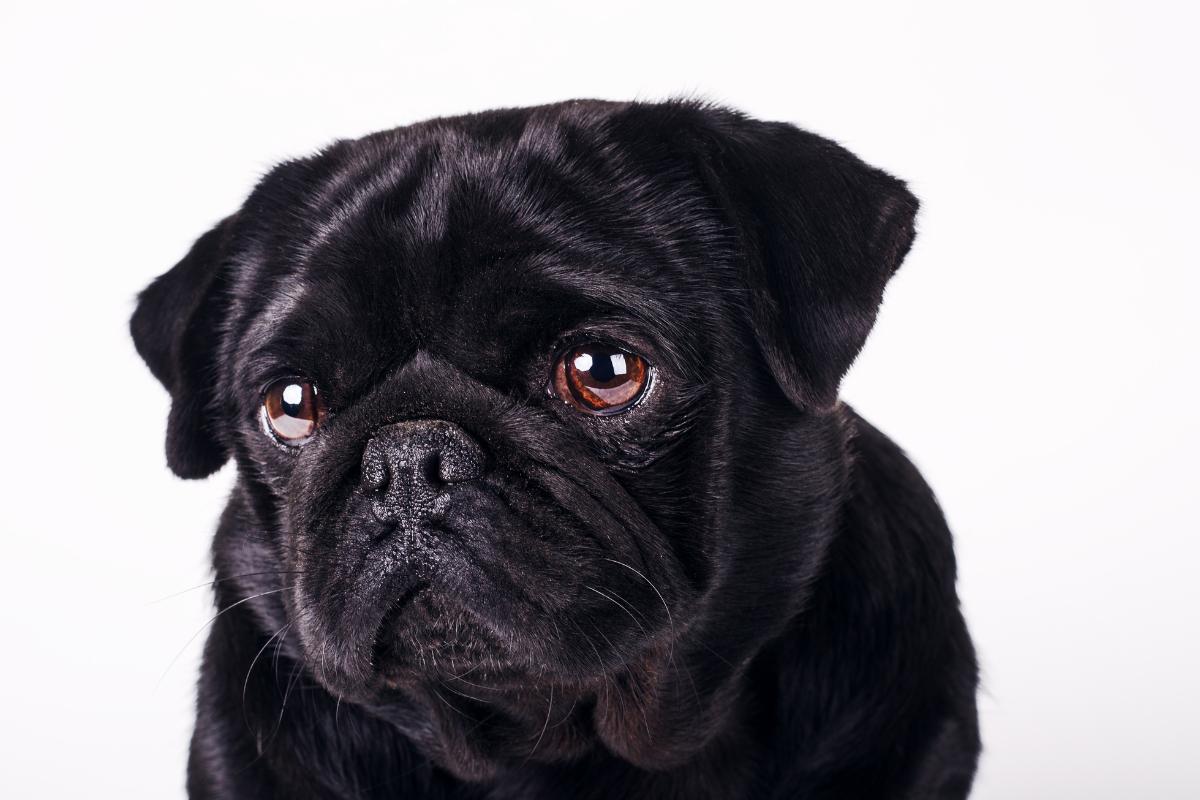 What Foods Cause Diarrhea in Dogs?