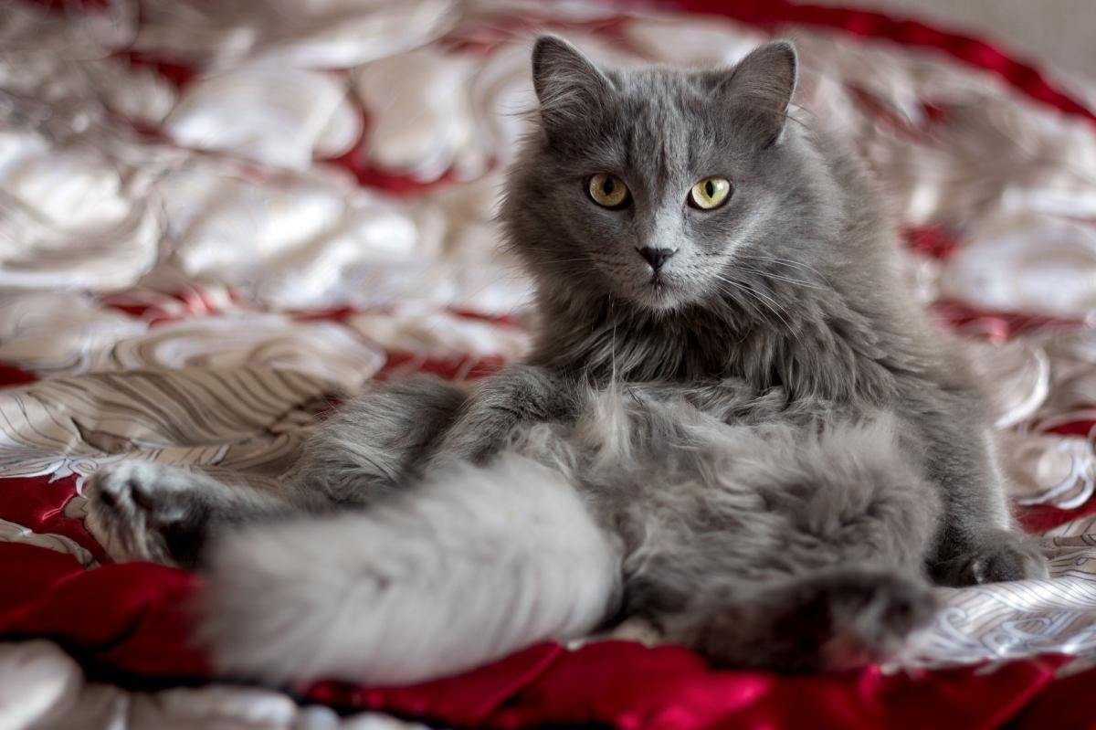 How to Make Cat Hair Grow Faster