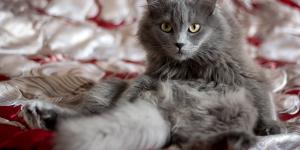 How to Make Cat Hair Grow Faster
