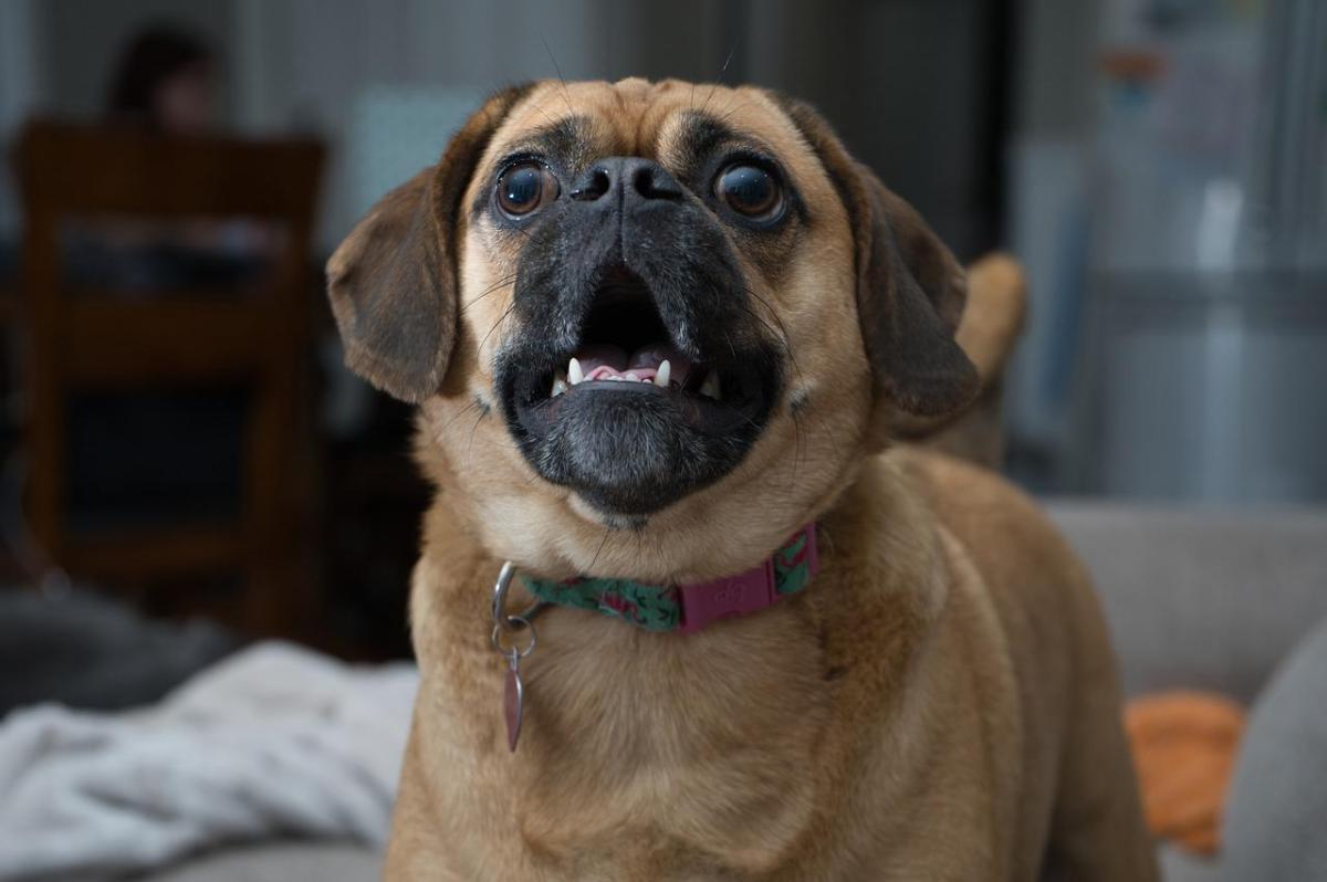 My Dog Barks at Everything - Excessive Barking